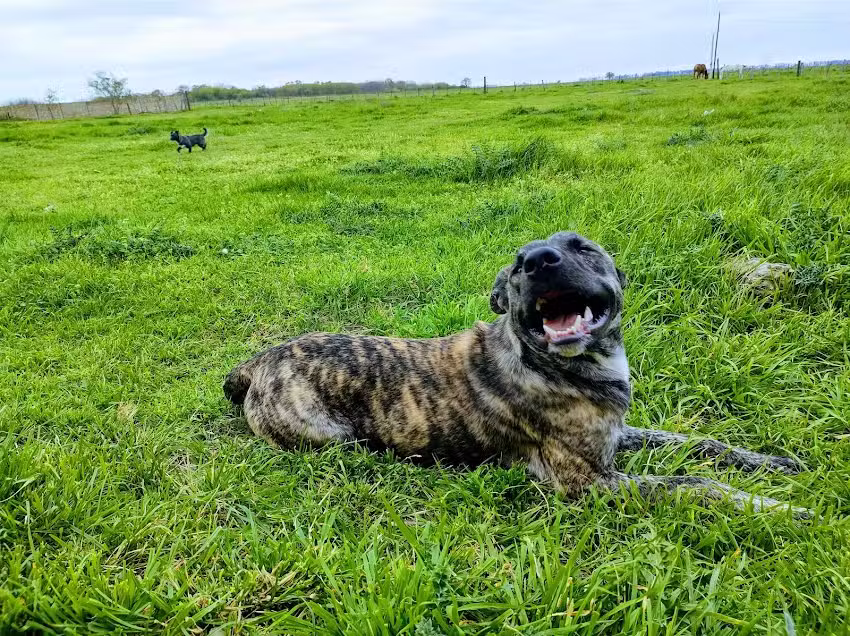 Veterinaria Nuevo Bagual