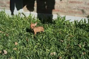 Veterinaria Oliver. Urgencias Las 24hs