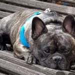 Veterinaria Palazzolo