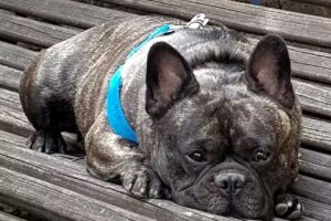 Veterinaria Palazzolo