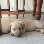 Veterinaria Pampa Norte