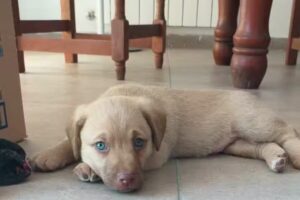 Veterinaria Pampa Norte