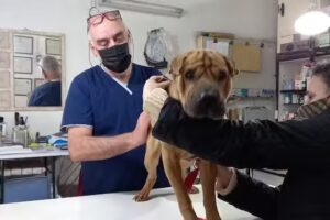 Veterinaria Pampero Dom&eacute;sticos, ex&oacute;ticos y silvestres.