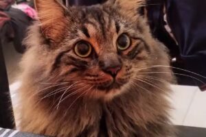 Veterinaria PARAGUANA