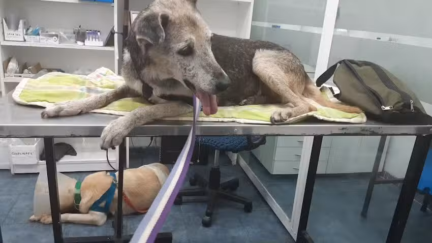 VETERINARIA PARAN&Aacute;