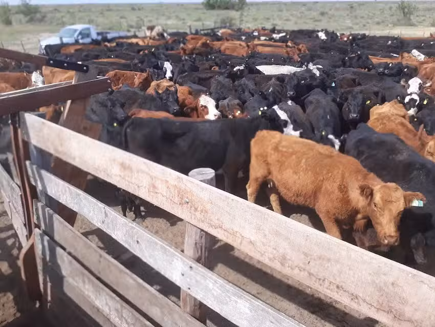 Veterinaria Pascanas