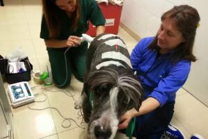 Veterinaria Patagonia en Recoleta.