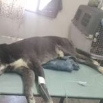 Veterinaria Pat&aacute;n