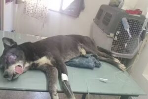 Veterinaria Pat&aacute;n