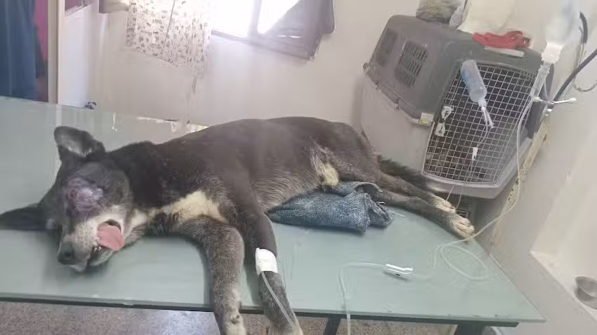 Veterinaria Pat&aacute;n