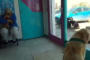 Veterinaria Patricios