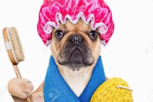 Veterinaria – peluquería San Cristóbal