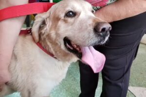 VETERINARIA PEQUEÑOS