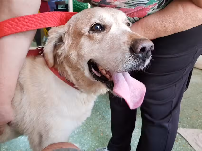 VETERINARIA PEQUE&Ntilde;OS