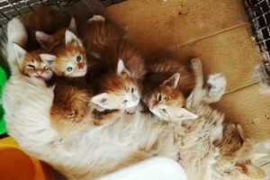 Veterinaria Percario