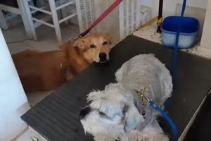 Veterinaria Pericles