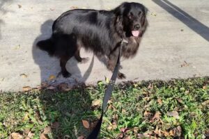 veterinaria perro al agua