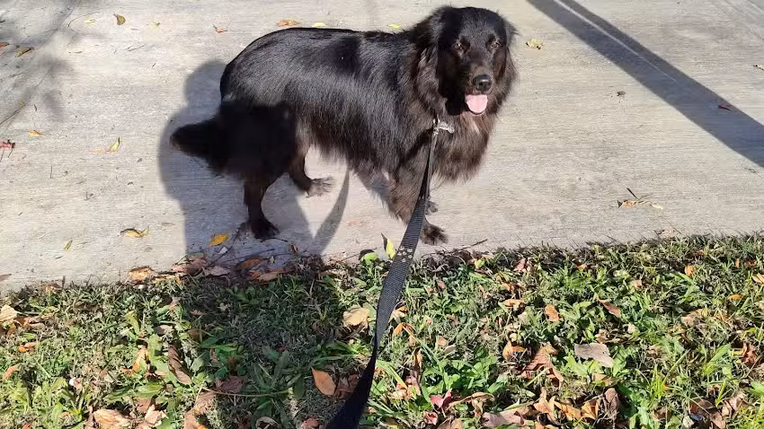 veterinaria perro al agua