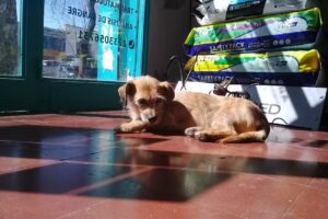 Veterinaria Pet Friendly