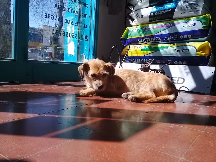 Veterinaria Pet Friendly