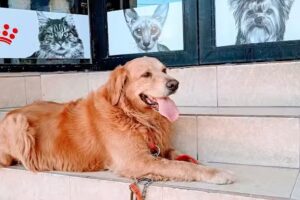 Veterinaria – Pet Shop – Peluquería Canina PuntoVet San Martín