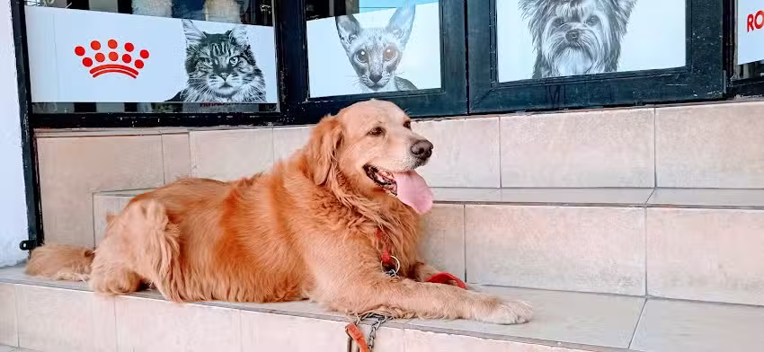 Veterinaria &ndash; Pet Shop &ndash; Peluquer&iacute;a Canina PuntoVet San Mart&iacute;n