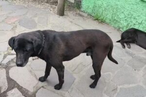 Veterinaria Pets Shop los Amigos