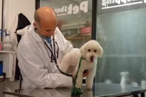 Veterinaria Petshopping. Homeopatia . Peluqueria Canina.