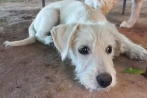 Veterinaria Pichi & Michi