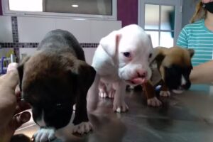 Veterinaria &ldquo;PIG&Uuml;&Eacute;&rdquo;