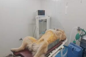 Veterinaria Planeta Animal. Dr. Rodrigo Avila Segura