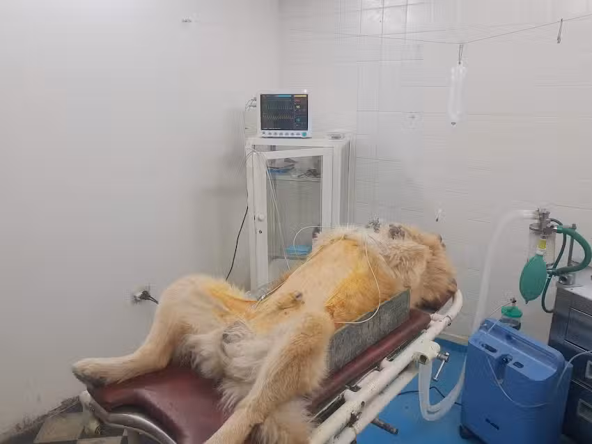 Veterinaria Planeta Animal. Dr. Rodrigo Avila Segura