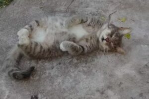 Veterinaria Plátanos – Dr. Rocha