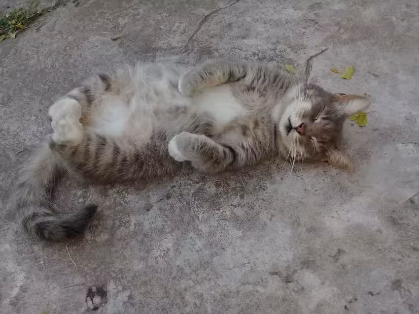 Veterinaria Pl&aacute;tanos &ndash; Dr. Rocha