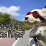 Veterinaria Pocas Pulgas