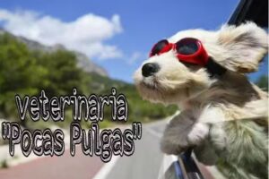 Veterinaria Pocas Pulgas