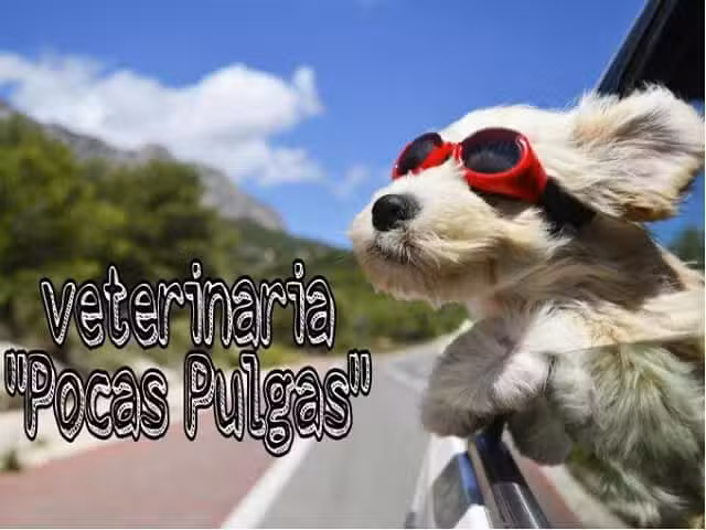 Veterinaria Pocas Pulgas