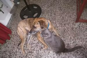 Veterinaria Pro Vida Animal