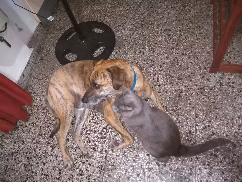 Veterinaria Pro Vida Animal