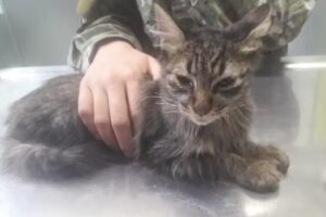 Veterinaria Providencia