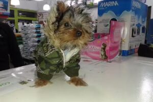 VETERINARIA PUEBLO NUEVO