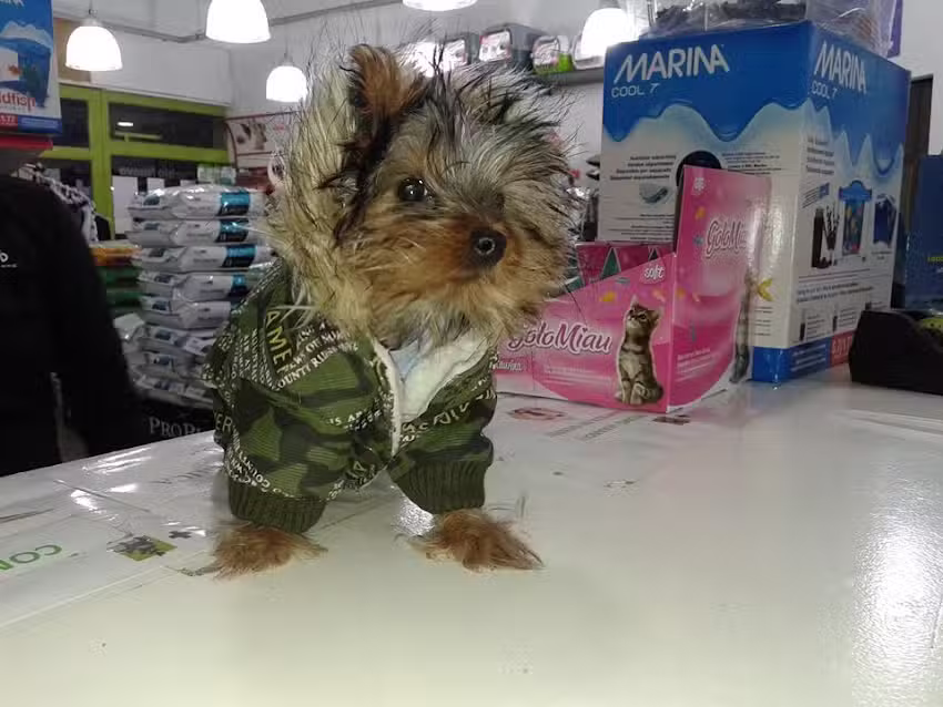 VETERINARIA PUEBLO NUEVO