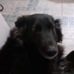 Veterinaria Pueblo Nuevo