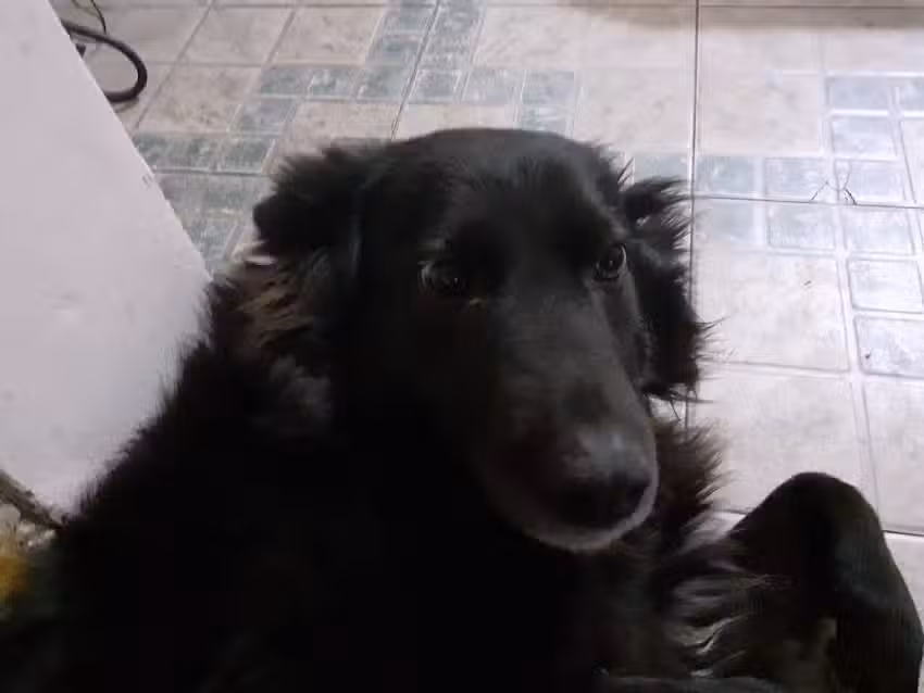 Veterinaria Pueblo Nuevo