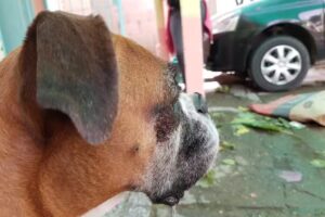 Veterinaria Pueblo Viejo