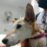 Veterinaria Pueyrredon