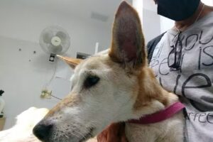 Veterinaria Pueyrredon