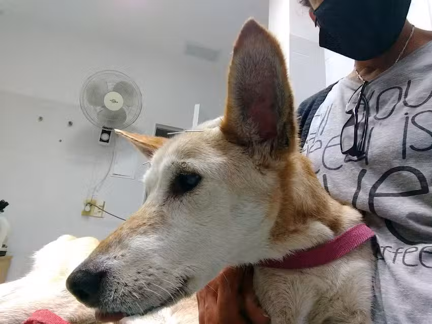 Veterinaria Pueyrredon