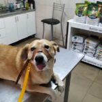 veterinaria pueyrredon