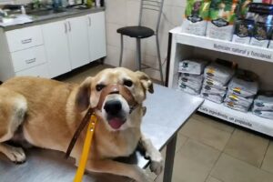 veterinaria pueyrredon